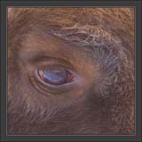 06 Bull-eye